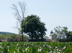 IMG 3625